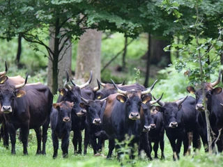 Naturpark Solling-Vogler - Heckrinder