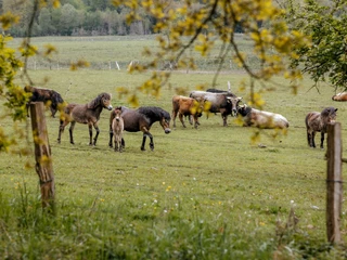 Echt!-Anbieter: Naturpark Solling-Vogler