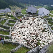 Färrich mit Schafen