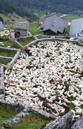 Färrich mit Schafen