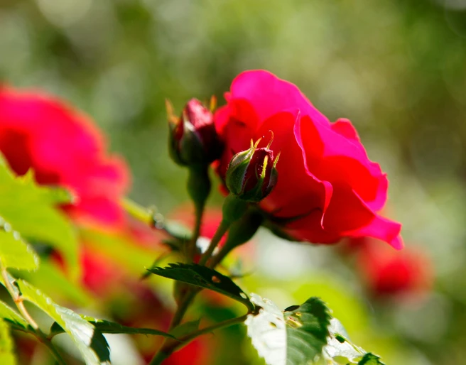 Der Rosenweg in Freudenstadt