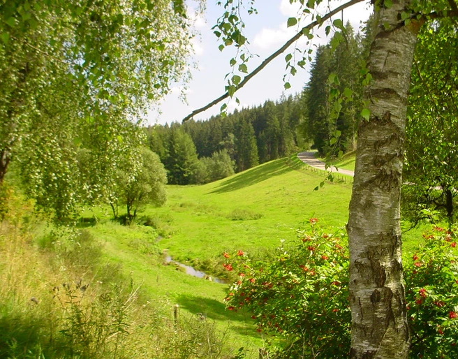 Im Zinsbachtal bei Pfalzgrafenweiler