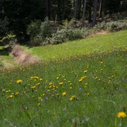 Auf Baiersbronner Wiesen