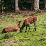 Tiere im Wildegehege in Baiersbronn