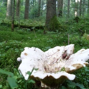 Pilze und Moose im Baldenhofer Graben
