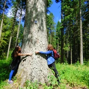 mächtige Holländertanne in der Nähe der Großvatertanne