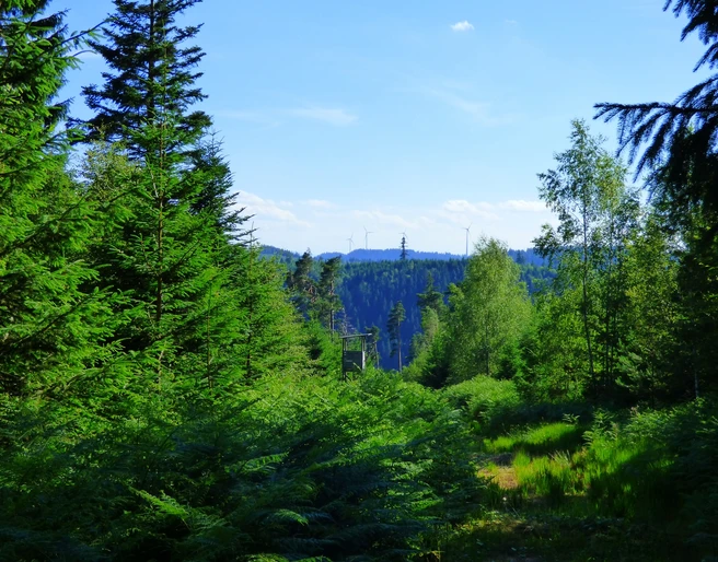 Ausblick am Wegweiser "Bei der Hahnenhütte"
