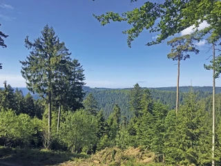 Aussicht auf Windräder im Wolftal