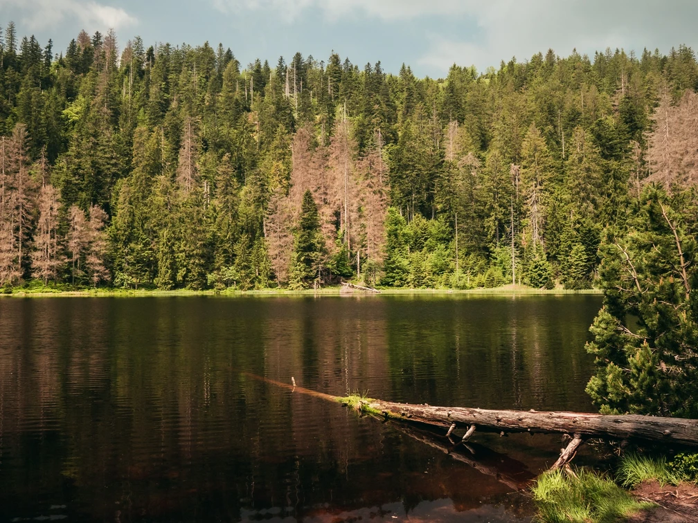 Wildsee im Nationalpark Schwarzwald