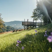 Allmandblick