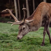 Hirsch im Wildgehege