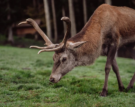 Hirsch im Wildgehege