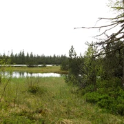 Der große Hohlohsee im Hochmoor Kaltenbronn