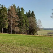 Liegewiese am Waldrand von Igelsberg