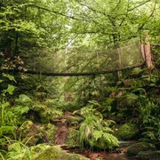 Hängebrücke in Friedrichstal