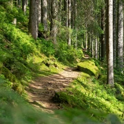 Idyllischer Pfad durch den Wald nach Tonbach