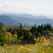 Blick vom Schliffkopfgipfel