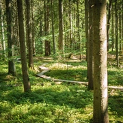 Holzweg