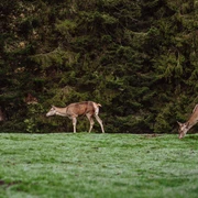 Tiere im Wildegehege in Baiersbronn