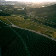 Drohnenbild von Weinbergen mit Wanderwegen im Abendlicht