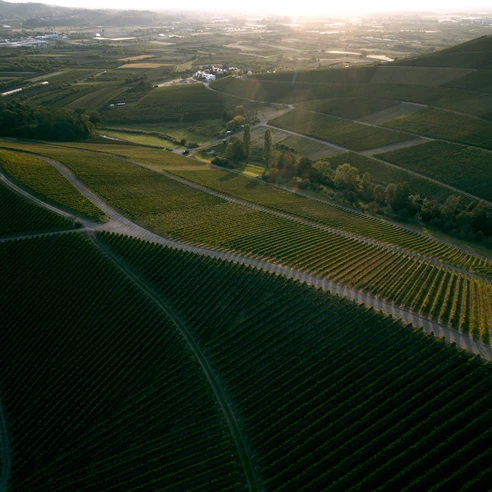 Drohnenbild von Weinbergen mit Wanderwegen im Abendlicht