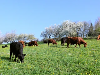 Seengen_Eichberg_Kühe auf der Weide