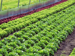 Seengen_Eichberg_Salatfeld