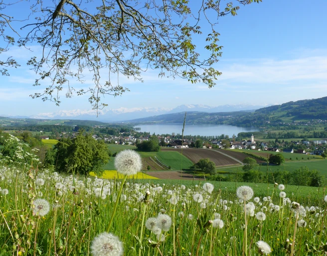 Seetal_EichbergSeengen_PanoramaFruehling