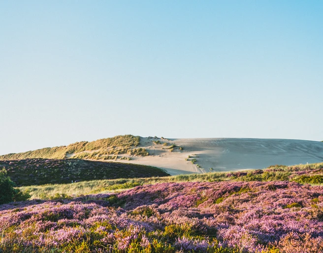 © Tim Pfeiffer l Sylt Marketing_Wanderdüne mit Heide.jpg
