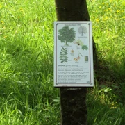 Infotafel Baumlehrpfad Salzgitter-Gebhardshagen