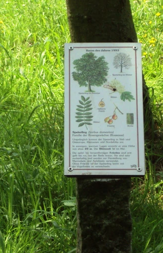 Infotafel Baumlehrpfad Salzgitter-Gebhardshagen