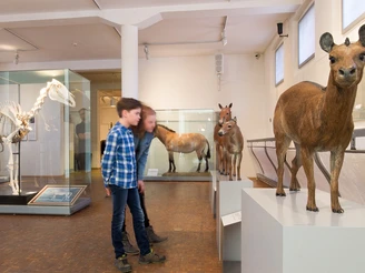 Deutsches Pferdemuseum - Urpferdchen