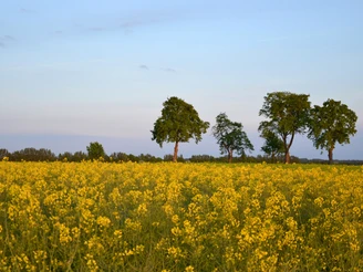 Rapsfeld bei Lübbow