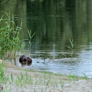 Biber am Gartower See