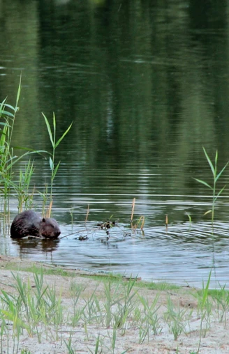 Biber am Gartower See
