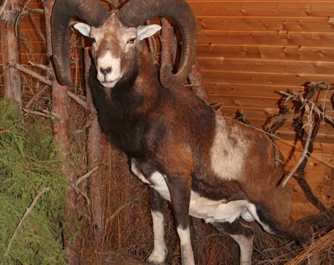 Muffelwild im Naturum