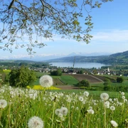Eichberg Seengen