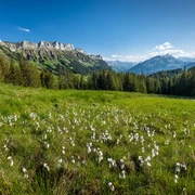 Wollgräser im Gebiet Finishütte mit Aussicht auf die Schwändelifluh.