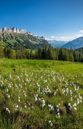 Wollgräser im Gebiet Finishütte mit Aussicht auf die Schwändelifluh.