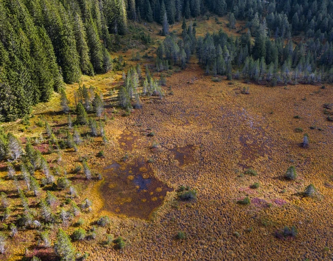 Einzigartige Moorlandschaft in der Nähe des Seewenseelis