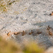Steinbock Trek Brienzer Rothorn Sörenberg