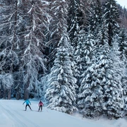 Wald, Loipe, Schnee, Himmel, Langläufer/In