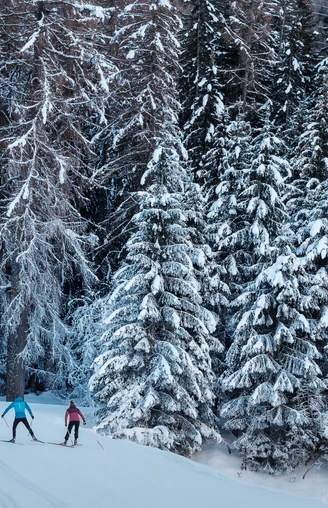 Wald, Loipe, Schnee, Himmel, Langläufer/In