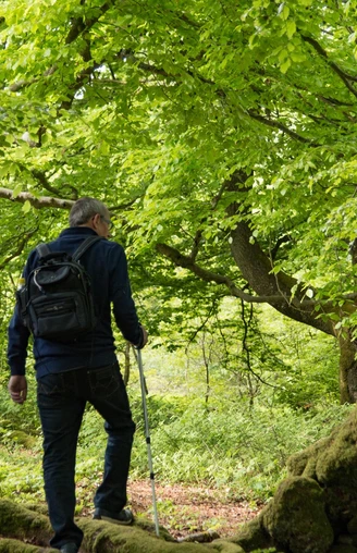 Wandern durch bizarre Laubwälder