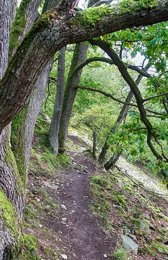 Schmaler Pfad mit Eiche am Urwaldsteig Edersee