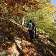 Herbstliche Wanderstimmung auf schmalen Pfaden am Urwaldsteig Edersee