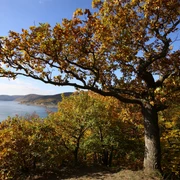Wunderbarer Ausblick auf dem Edersee im Herbst am Urwaldsteig Edersee