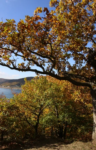 Wunderbarer Ausblick auf dem Edersee im Herbst am Urwaldsteig Edersee