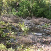 Phyllit Aufschluss Talsperre Falkenstein