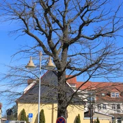 Eichplatz Auma